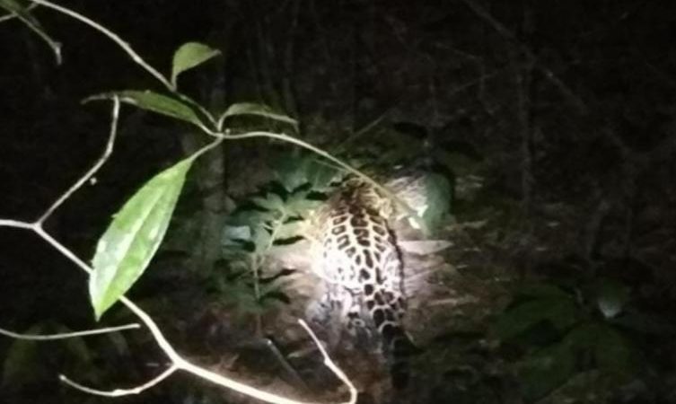 En el municipio de Villarica, fue visto hace 20 días un Jaguar Americano