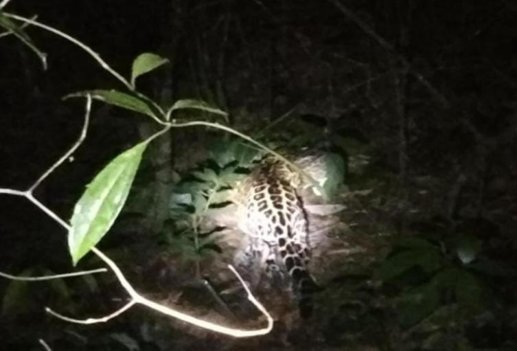 En el municipio de Villarica, fue visto hace 20 días un Jaguar Americano