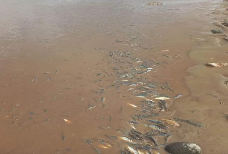 Capa Rosada, el fenómeno que esta viviendo el rio Magdalena, por mortandad de peces