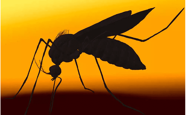 Preocupación por casos de Dengue, en Bucaramanga, ya van 14 casos graves