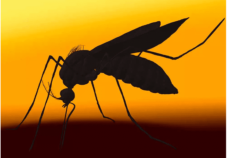Preocupación por casos de Dengue, en Bucaramanga, ya van 14 casos graves