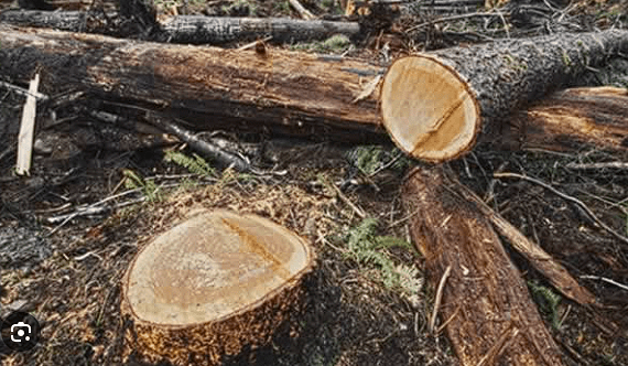En Santander, una banda dedicada al tráfico de madera, dañó una hectárea de bosque
