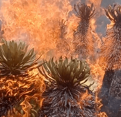 Incendio forestal entre Boyacá y Santander esta acabando con frailejones de más 200 años