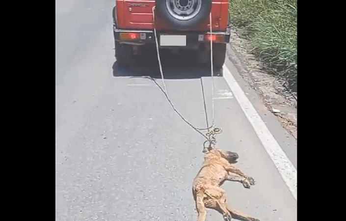 Dos personas arrastraban con un carro a un pobre perro al parecer ya muerto en Santander