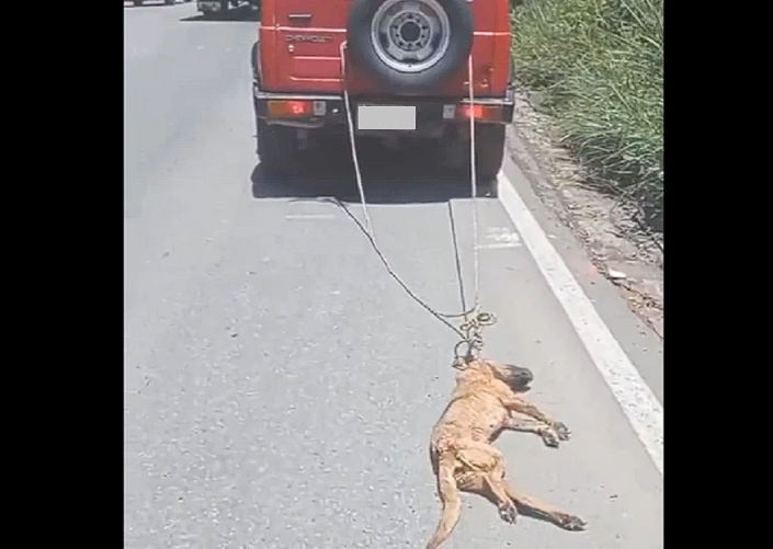 Dos personas arrastraban con un carro a un pobre perro al parecer ya muerto en Santander