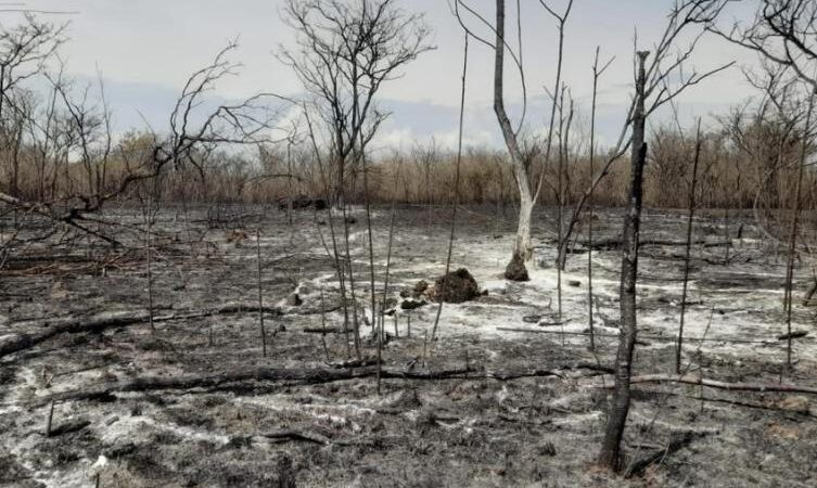 Cuatro días duró voraz incendio en Neiva, destruyendo gran parte de bosque