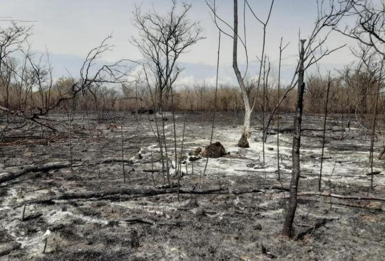 Cuatro días duró voraz incendio en Neiva, destruyendo gran parte de bosque