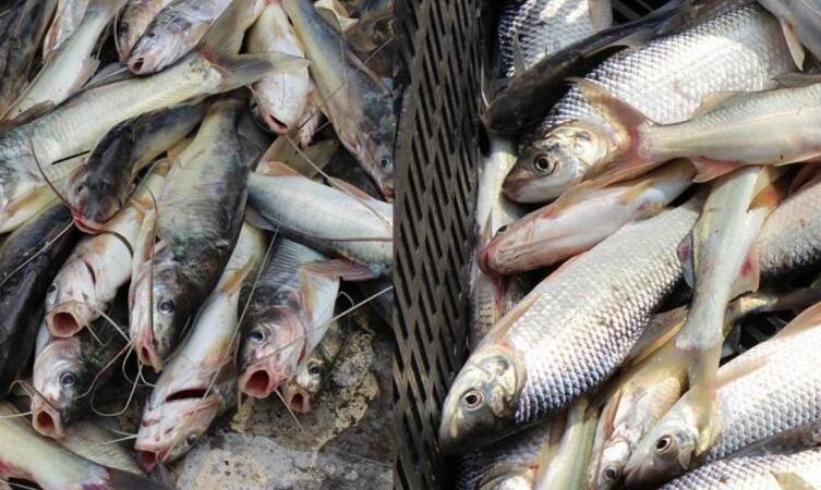 Por sequía en el río Magdalena, se ha presentado escasez de peces