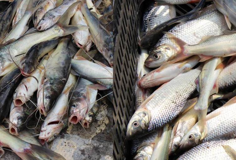 Por sequía en el río Magdalena, se ha presentado escasez de peces
