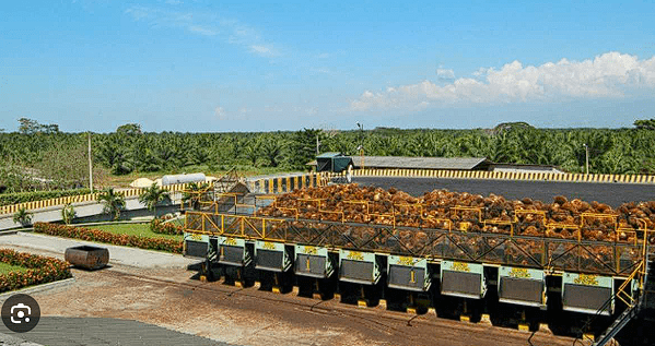 La empresa samaria Grupo Daabon, es la mejor del mundo en cuanto a la producción sostenible de aceite de palma