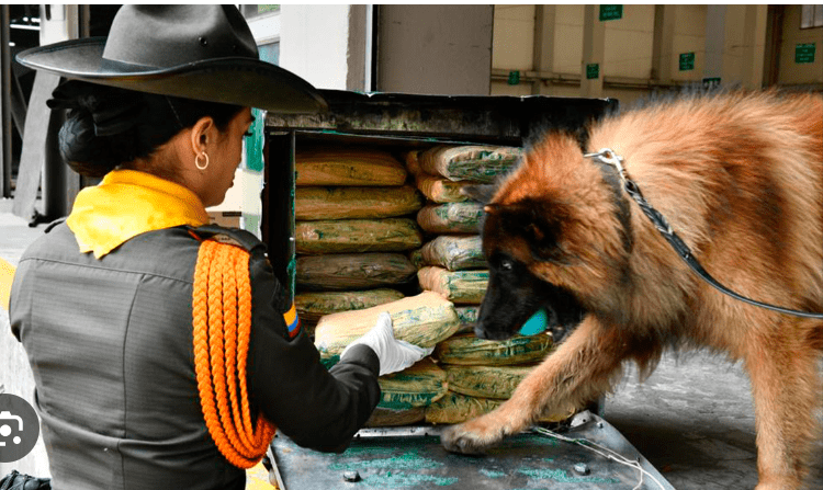 Gracias a un perro entrenado, fueron incautados en el barrio Belén, Medellín, 50 kilos de marihuana