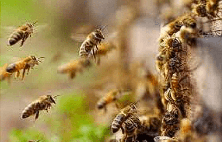 Hombre murió tras ser atacado por un enjambre de abejas en Vijes, Valle del Cauca