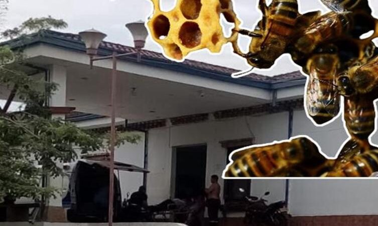 Un hombre fue atacado por un enjambre de abejas africanas mientras trabajaba en un cultivo de arroz en Lérida