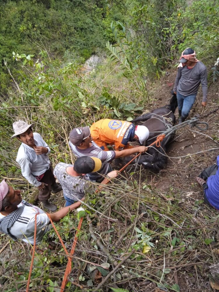 Yegua rodó 40 metros por un abismo en Villahermosa y por fortuna fue rescatada