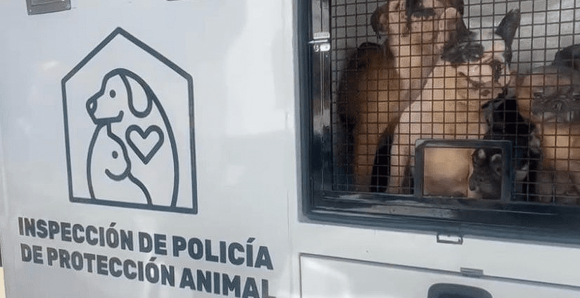 55 perritos fueron rescatados de un criadero clandestino en Medellín
