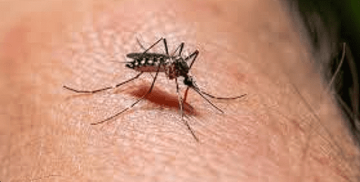 Emergencia de Salud Pública por Dengue en la Ciudad: Declarado Brote Tipo 2