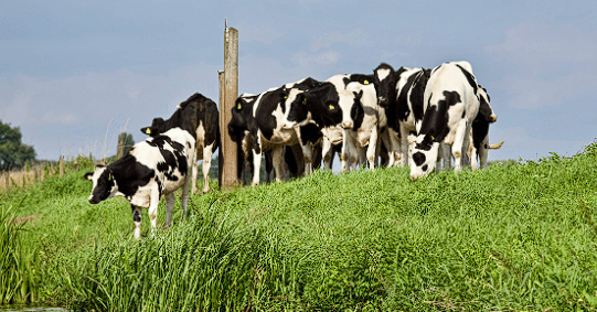 400 vacas fallecieron en Natagaima debido a la sequia