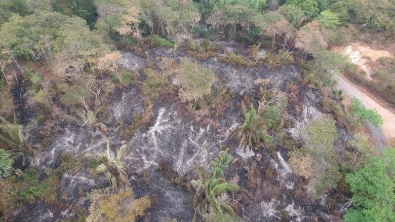 Incendio forestal ha consumido más de 20 hectáreas de vegetación nativa en Carmen de Apicalá