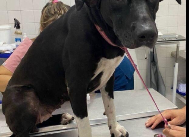 A la cárcel hombre que agredió sexualmente a una perrita en Melgar