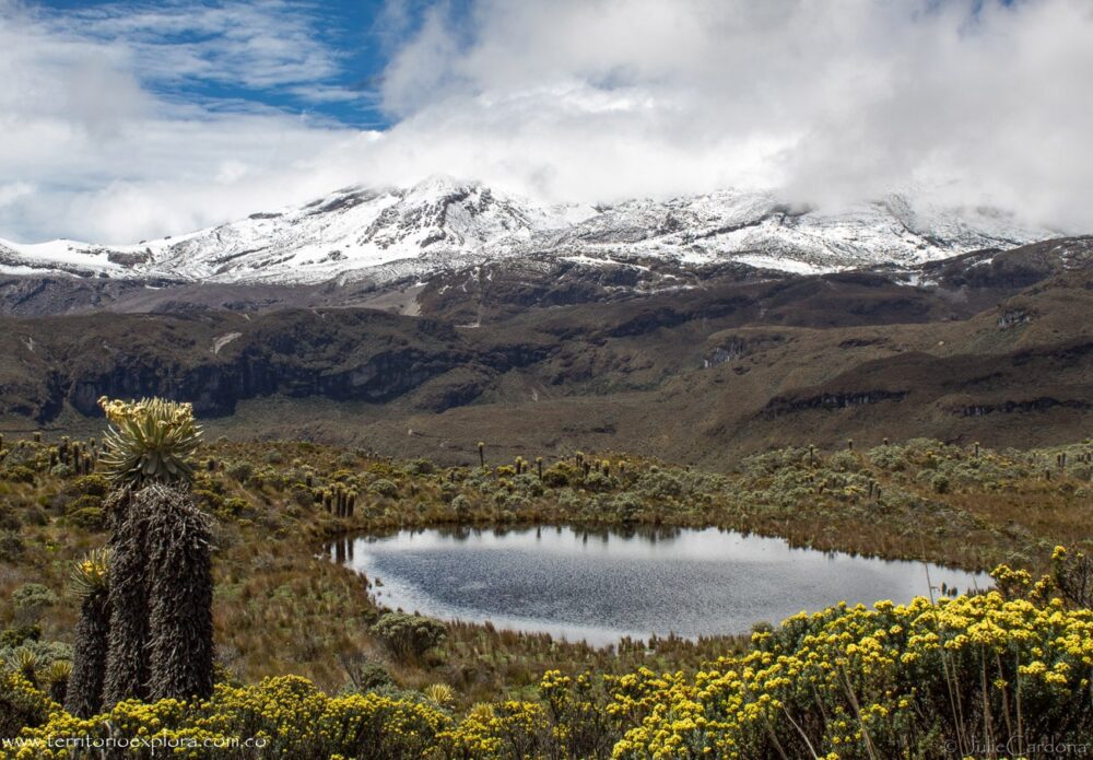 Compromiso Ambiental: Plan Conjunto para la Protección del Parque Nacional de los Nevados