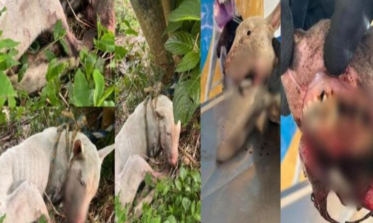 Horror en Ibagué: Rescatan a Perro Atado Cruelmente a un Árbol en Estado Crítico de Salud
