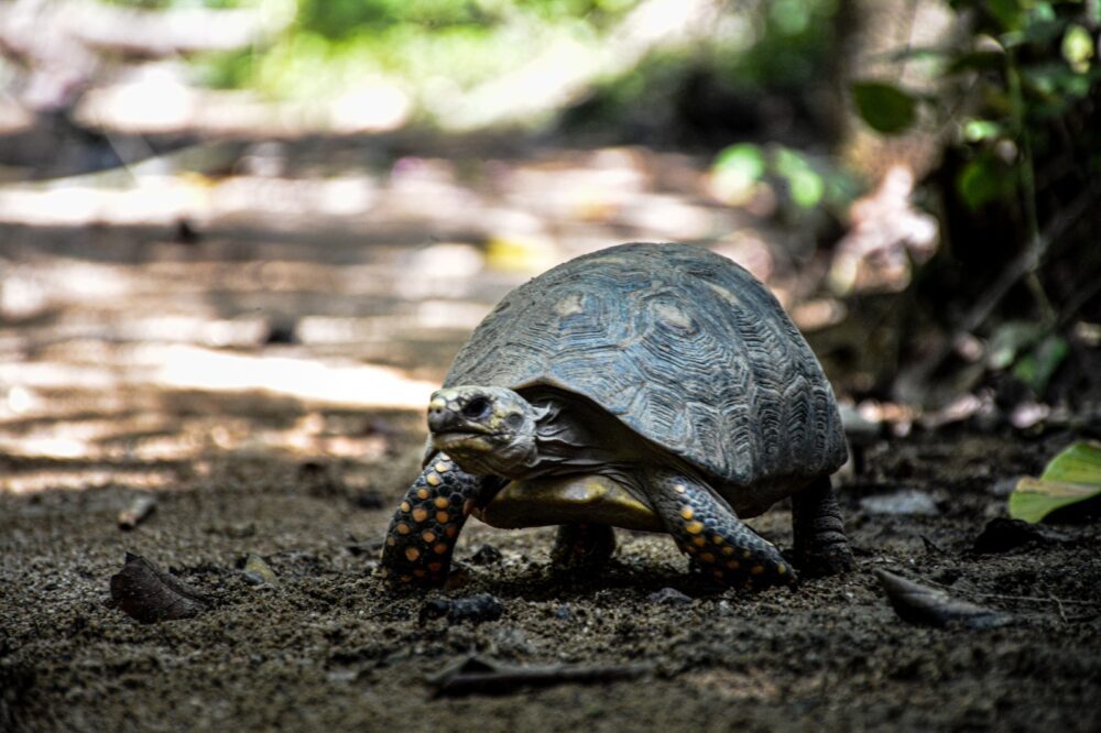 Cortolima ha atendido y valorado 385 tortugas desde 2022