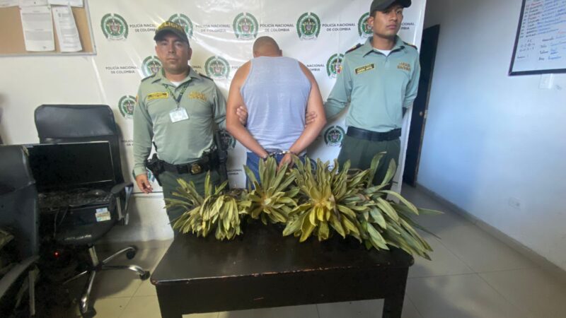 Capturado hombre que extrajo frailejones en la vía Murillo – Manizales