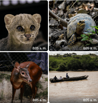 Día de la Diversidad Biológica: Cortolima llama al cuidado de la biodiversidad