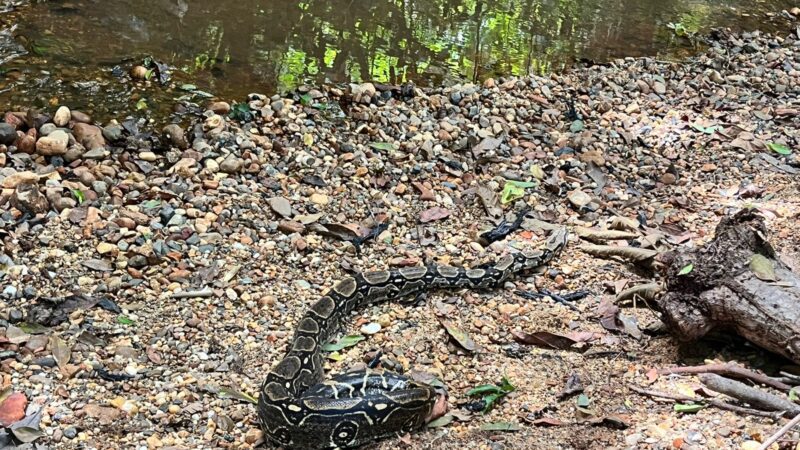 Cortolima rescata y libera boa constrictor en Melgar