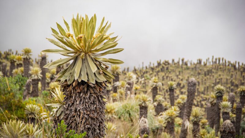 Día Mundial del Medio Ambiente: Cortolima trabaja por la recuperación de suelos y la protección de la biodiversidad