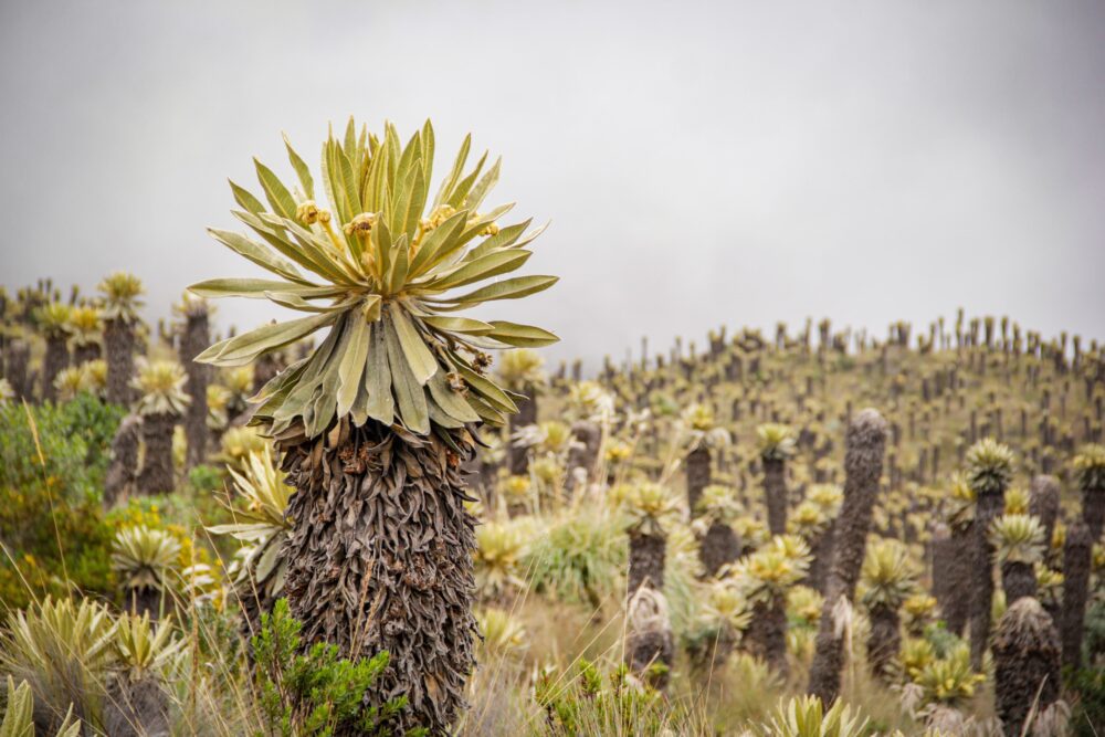 Día Mundial del Medio Ambiente: Cortolima trabaja por la recuperación de suelos y la protección de la biodiversidad