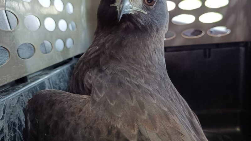 Águila herida es atendida por equipo de rescate de fauna silvestre de Cortolima