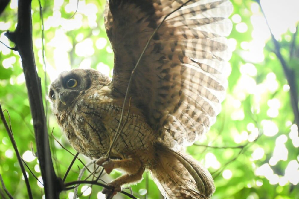 Más de 450 animales han sido atendidos por Cortolima en la primera mitad de 2024