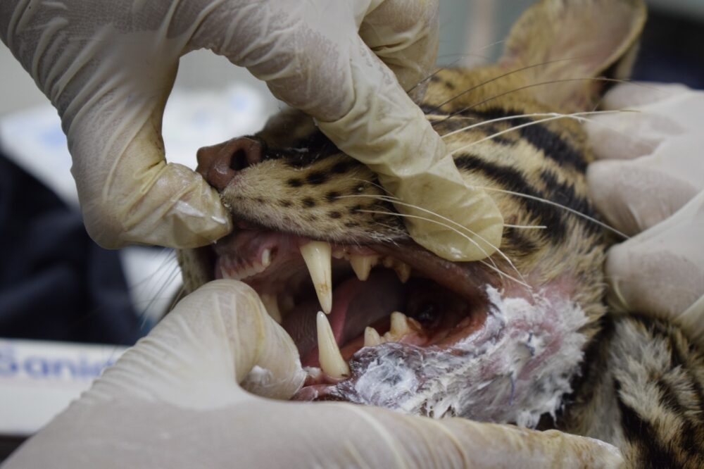 Veterinarios de Cortolima operaron con éxito a ocelote rescatada en Coyaima