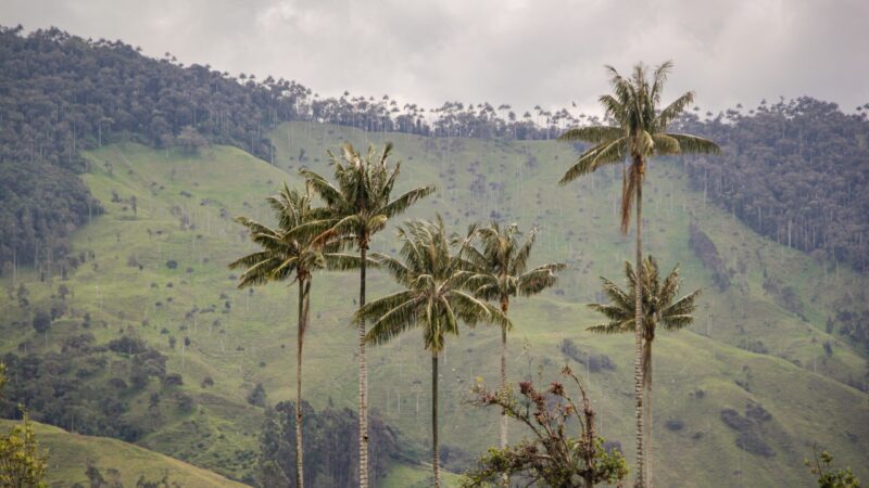 Cortolima avanza con acciones de restauración y conservación de la palma de cera