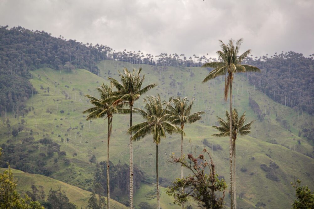 Cortolima avanza con acciones de restauración y conservación de la palma de cera