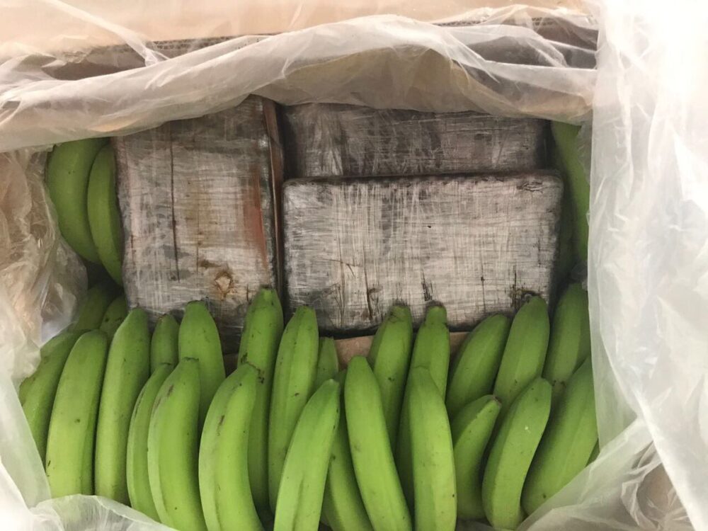 ¡La cocaína estaba escondida entre bananos! Policía Nacional confiscó un cargamento de cocaína en el puerto de Santa Martha