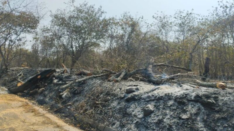 Fauna silvestre afectada por incendios es atendida por Cortolima