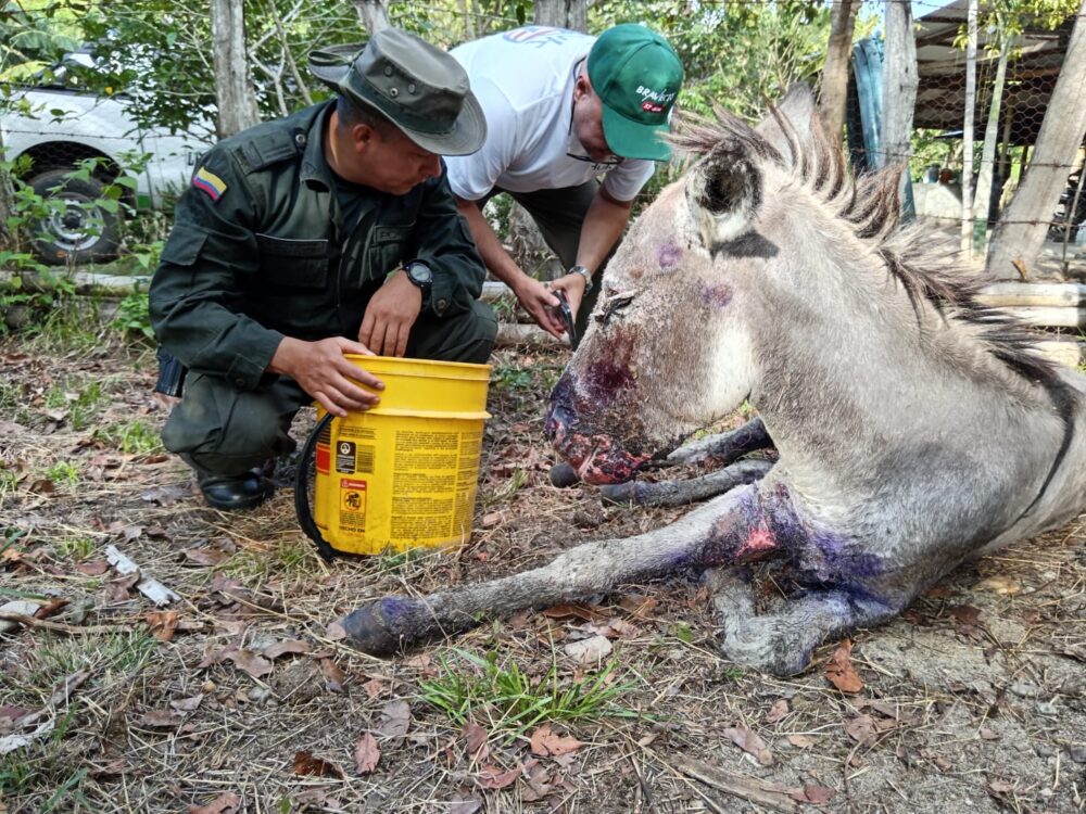 Burrito quemado por incendios forestales en Coyaima es auxiliado por Policía Tolima y veterinarios