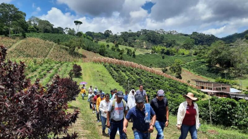 La Federación de Cafeteros y el Servicio de Extensión Rural del Comité Departamental de Cafeteros capacitaron caficultores en El Líbano