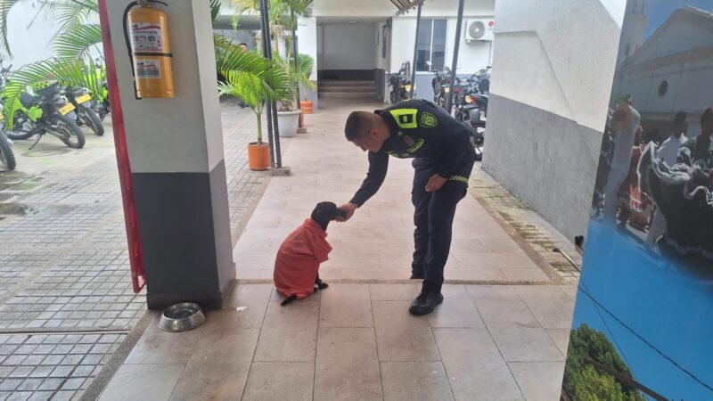 «Sonic»: el perro salvado por la Policía de Tolima recibe atención veterinaria en Melgar