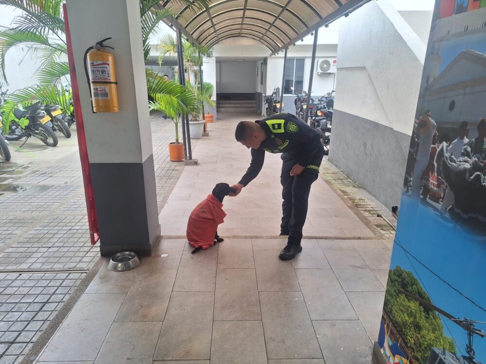 «Sonic»: el perro salvado por la Policía de Tolima recibe atención veterinaria en Melgar