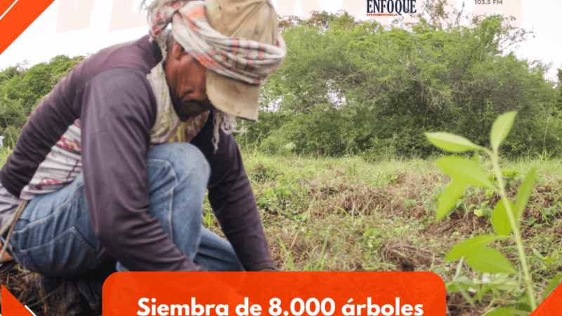 Con siembra de 8.000 árboles inició recuperación de zonas afectadas por incendios en Natagaima