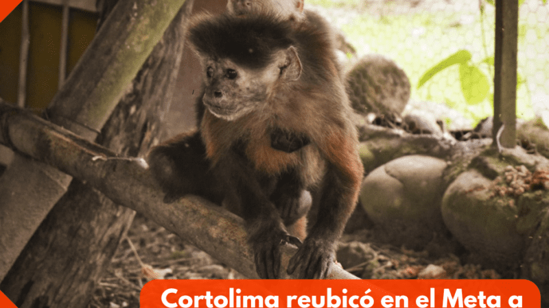 Cortolima reubicó en el Meta a seis animales víctimas de tráfico ilegal