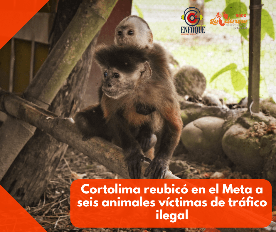 Cortolima reubicó en el Meta a seis animales víctimas de tráfico ilegal