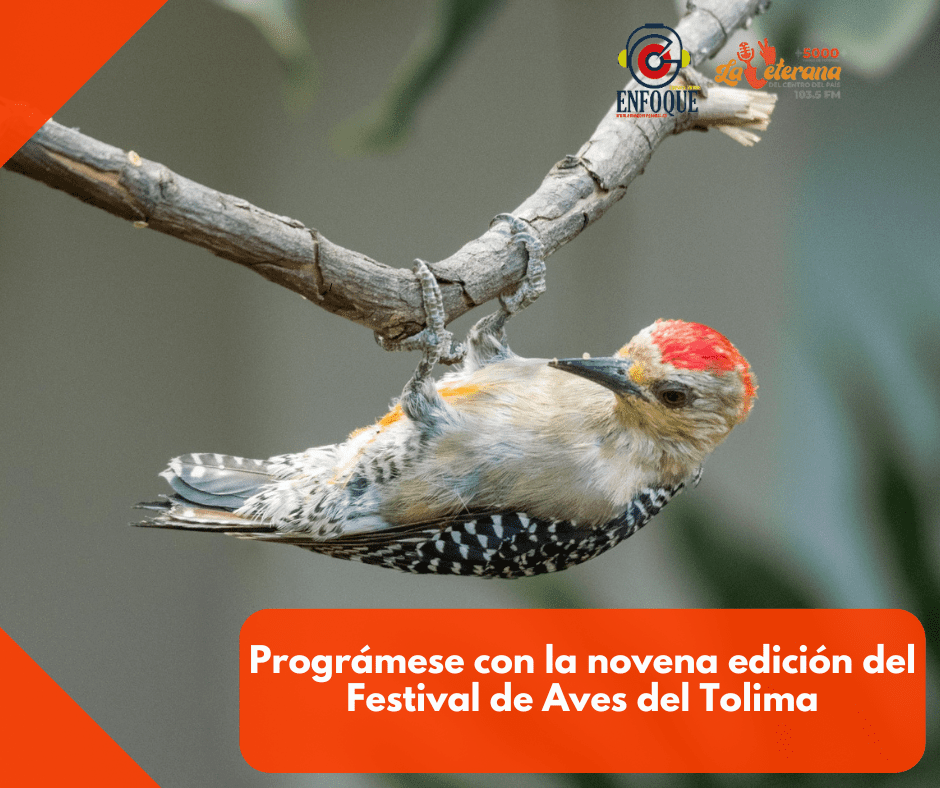 Prográmese con la novena edición del Festival de Aves del Tolima