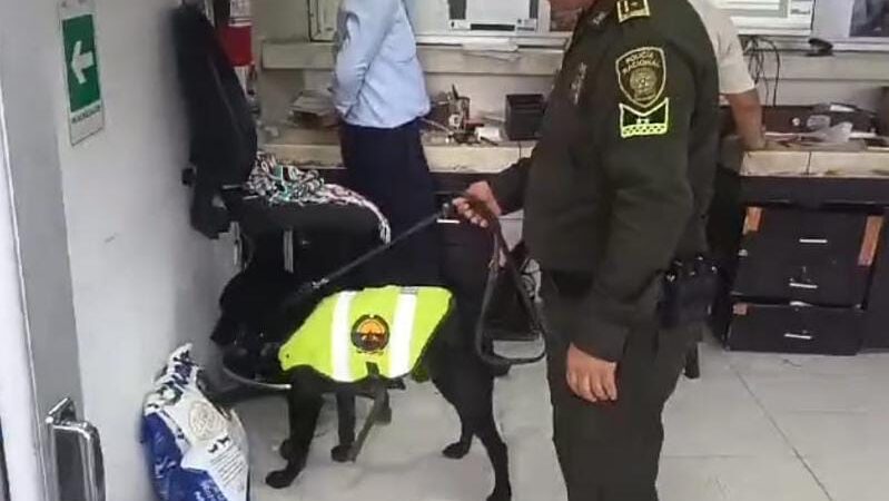 Incautados 1.200 gramos de marihuana en El Espinal gracias a operativo con canino detector