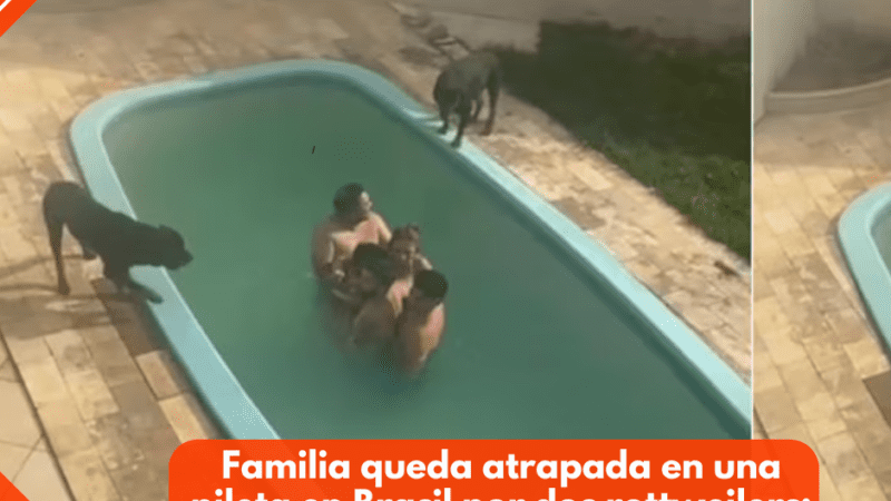 Familia queda atrapada en una pileta en Brasil por dos rottweilers: el video se vuelve viral