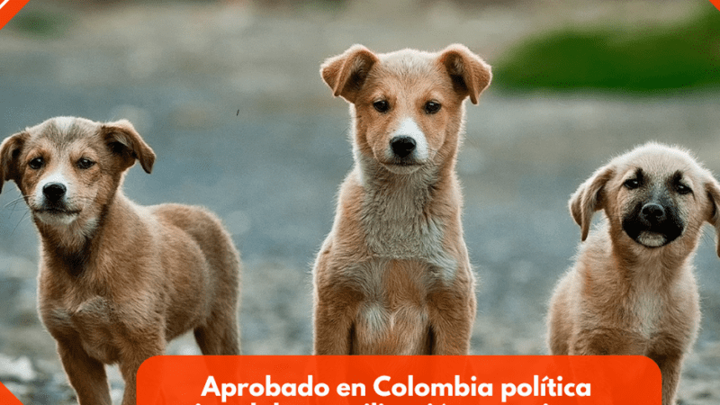 Aprobado en Colombia política nacional de esterilización gratuita para perros y gatos callejeros