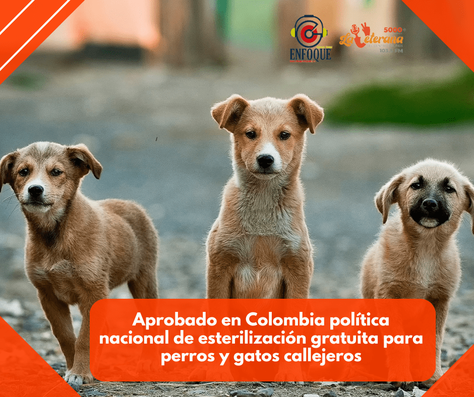 Aprobado en Colombia política nacional de esterilización gratuita para perros y gatos callejeros